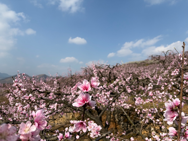 滿山遍野的桃花。