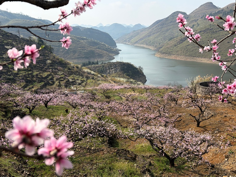 漫山遍野桃花盛開。