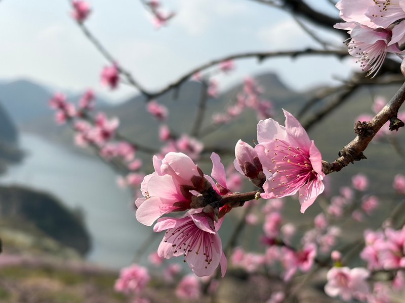 桃花盛開。