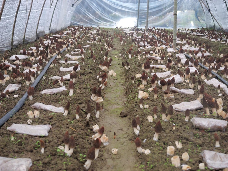 貴州松桃:羊肚菌采摘繪就春日好“豐”景(1)