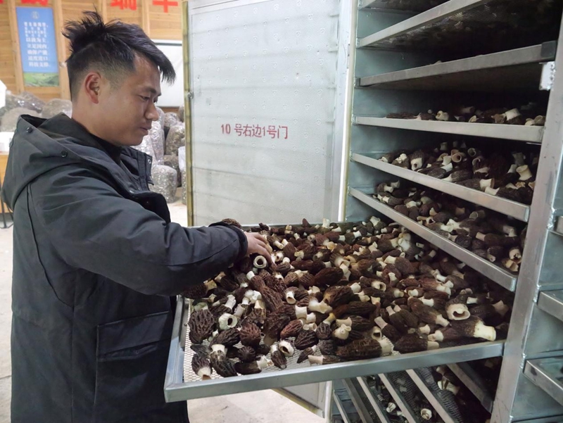 貴州松桃:羊肚菌采摘繪就春日好“豐”景(2)