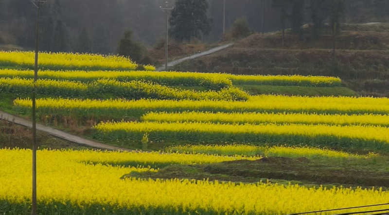 油菜花盛開。