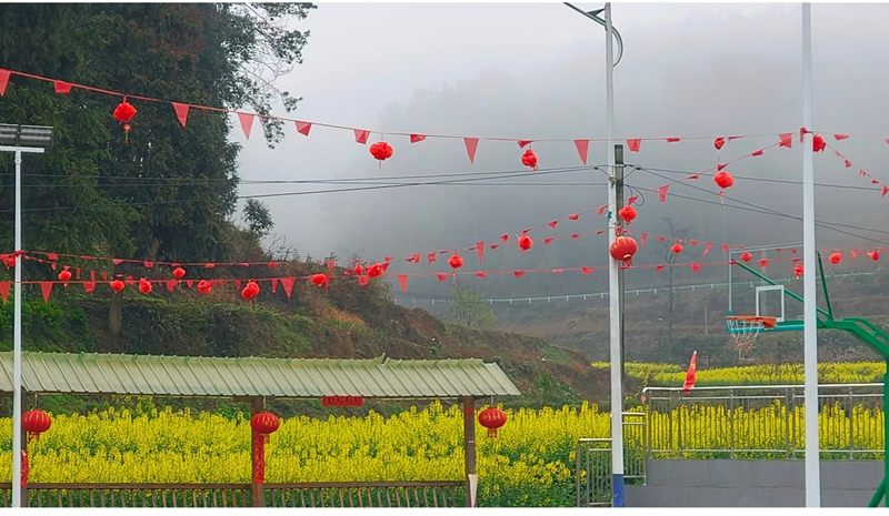 油菜花盛開。