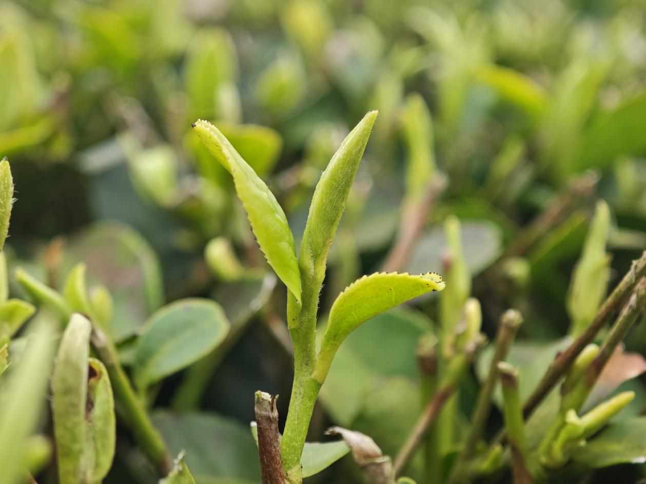 貴州石阡：春茶搶“鮮”開采(1)