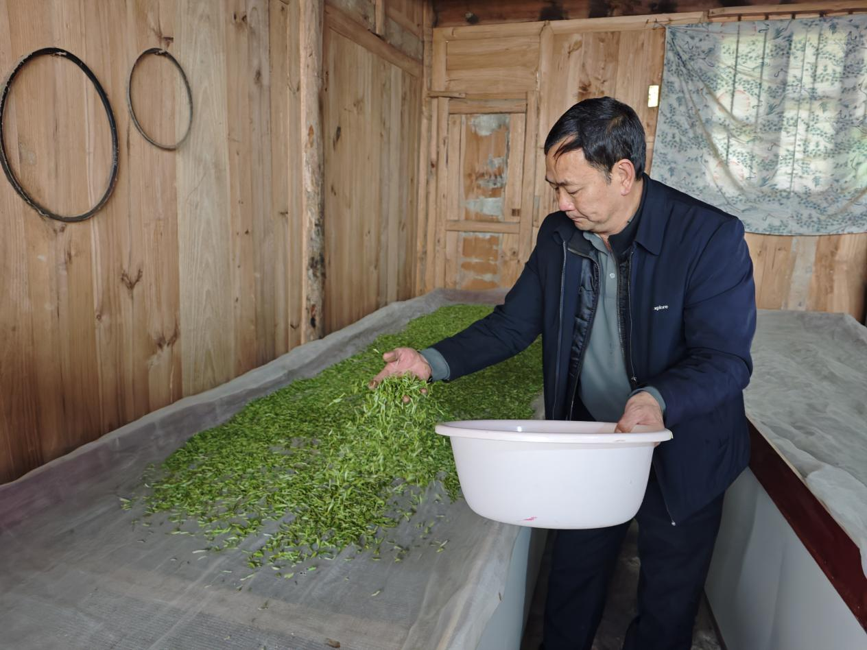 春茶搶“鮮”開采。