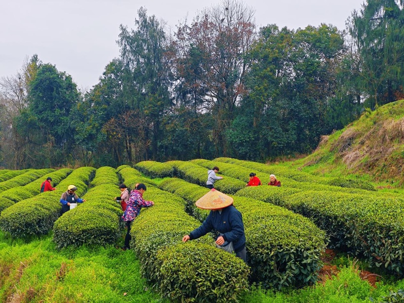 春茶搶“鮮”開采。