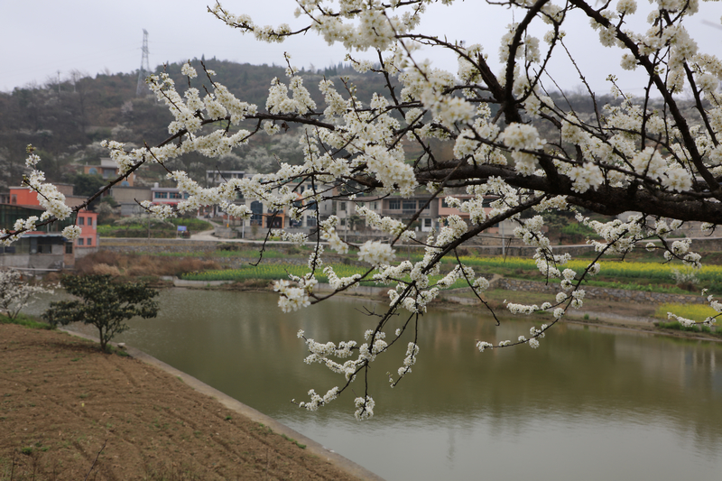 修文縣久長街道興隆村下寨李花。陶群攝