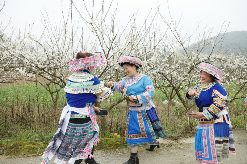 村民們在李花園里跳舞。姜繼恒攝