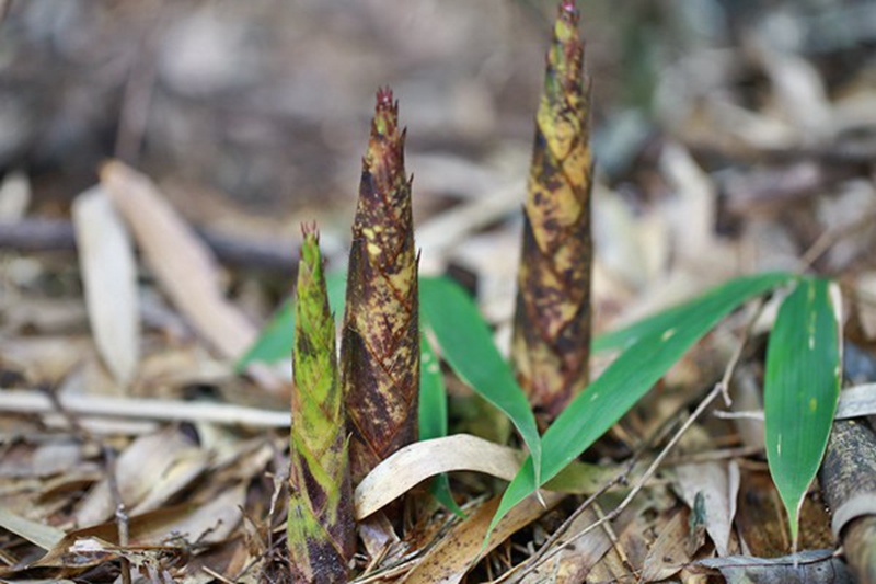 3、方竹筍破土而出。楊茂華攝