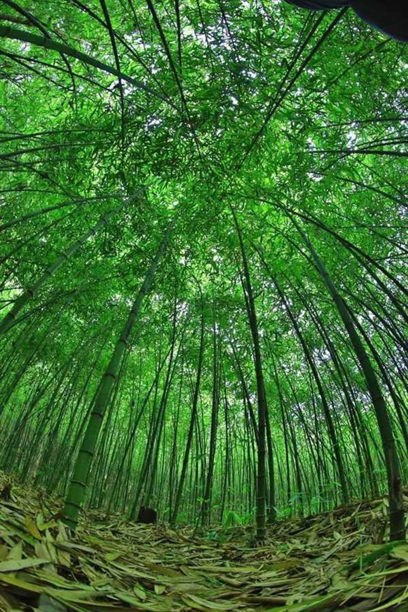 4、桐梓把方竹產(chǎn)業(yè)打造為“綠色銀行 ”。桐梓縣融媒體中心供圖