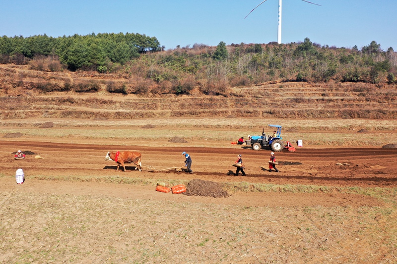 圖為3月1日，在鹽倉鎮馬鈴薯種植大戶高艷的家庭農場里，傳統的勞作與現代機械同耕。（陳逍 攝）