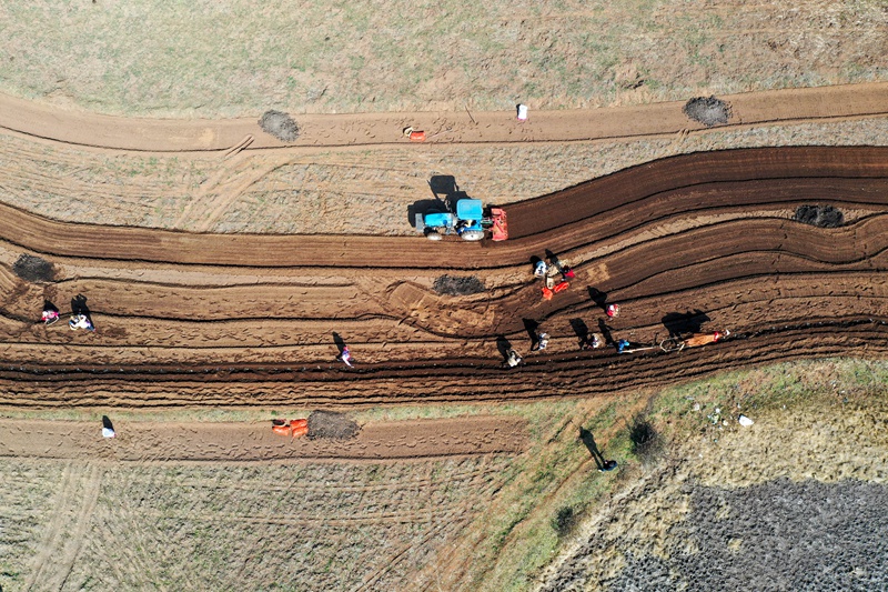 圖為3月1日，在鹽倉鎮馬鈴薯種植大戶高艷的家庭農場里，馬鈴薯播種熱火朝天。（陳逍 攝）