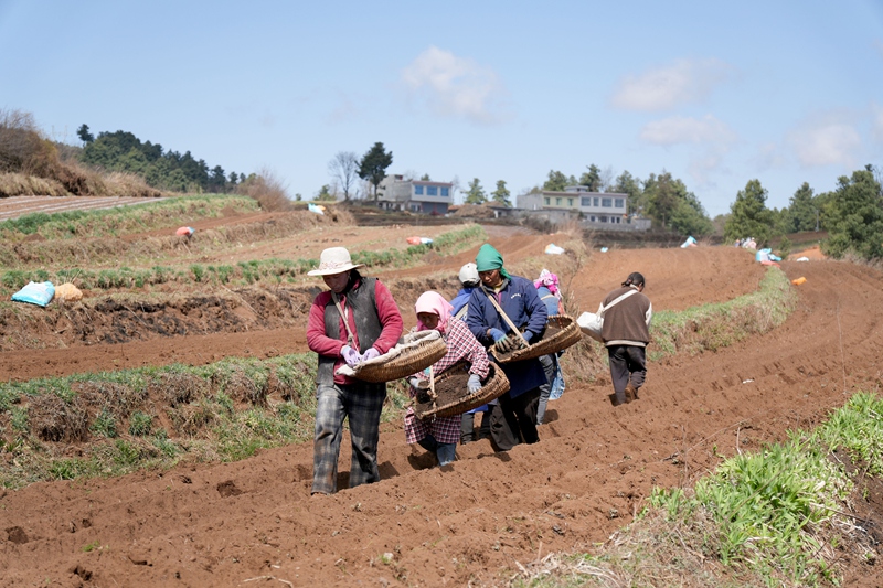 圖為3月4日，在么站鎮平原村威寧縣晟瑞生態種養殖專業合作社的馬鈴薯種植基地，務工群眾分工協作、配合默契，忙著播種馬鈴薯。（陳逍 攝）.JPG