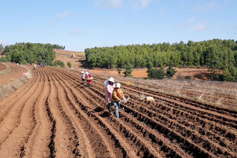 圖為3月4日，在么站鎮平原村威寧縣晟瑞生態種養殖專業合作社的馬鈴薯種植基地，務工群眾正在播種馬鈴薯。（陳逍 攝）.JPG