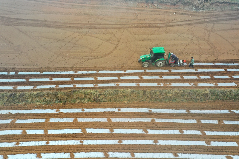 圖為3月5日，在秀水鎮華豐村威寧縣祥源生態種植專業合作社的馬鈴薯全程機械化種植基地，馬鈴薯一體化播種機來回穿梭，播種馬鈴薯。（陳逍 攝）