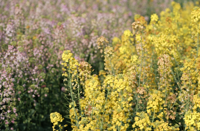 彩色的油菜花 吳艷禹 攝