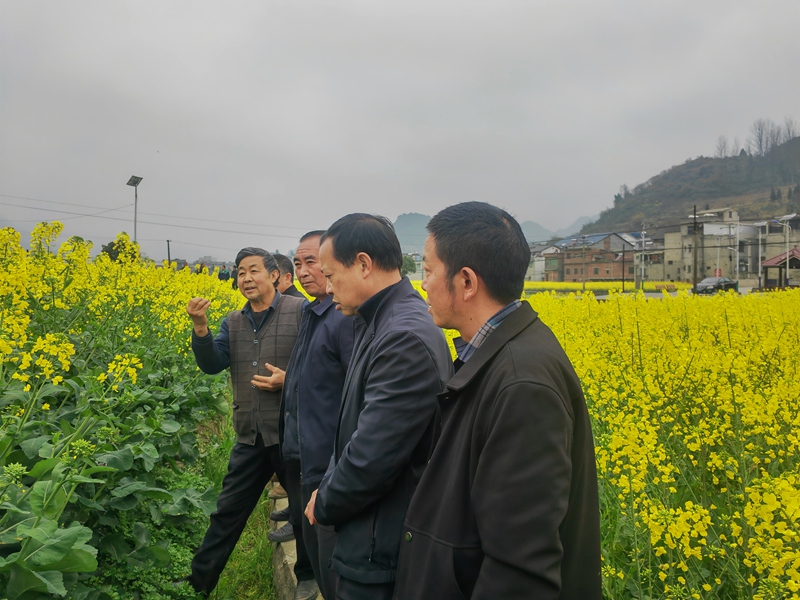 農(nóng)技人員穿梭于花田間，仔細(xì)查苗情、看病蟲(chóng)、測(cè)墑情。陳昱 攝
