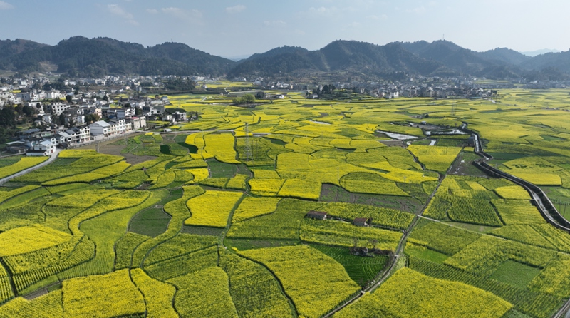 巖孔街道的萬(wàn)畝油菜示范基地 吳艷禹 攝 (2)