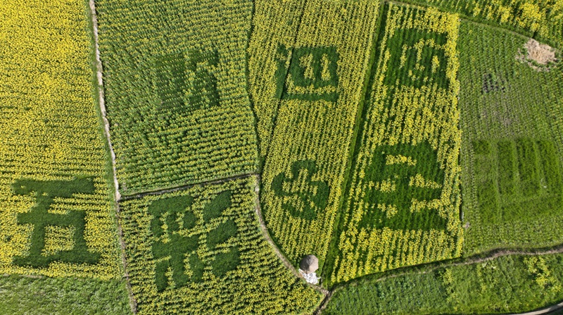 巖孔街道的萬(wàn)畝油菜示范基地 吳艷禹 攝