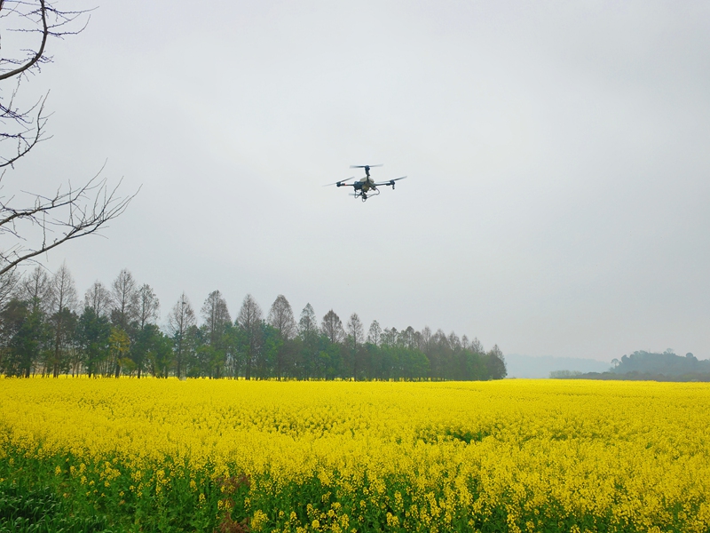 植保無(wú)人機(jī)飛防作業(yè) 陳昱 攝