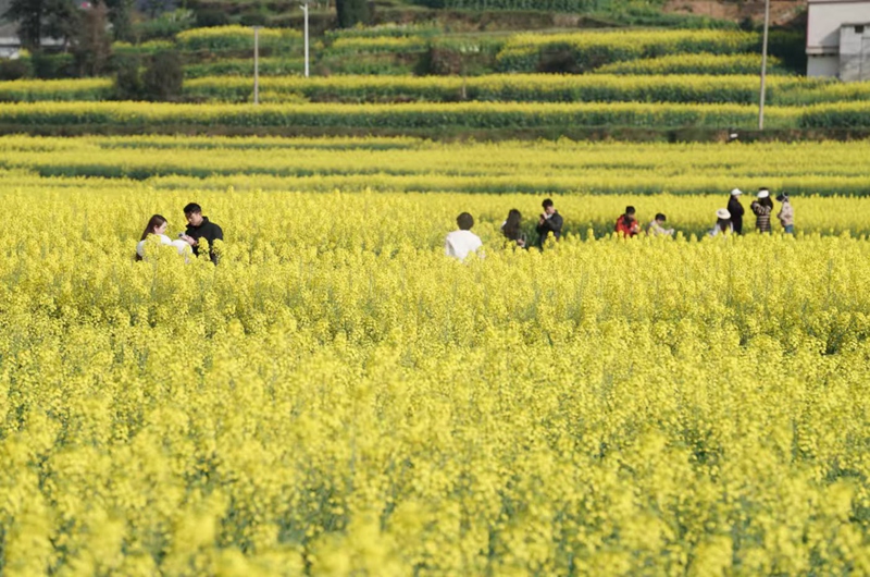 游客們穿梭在花田間 吳艷禹 攝