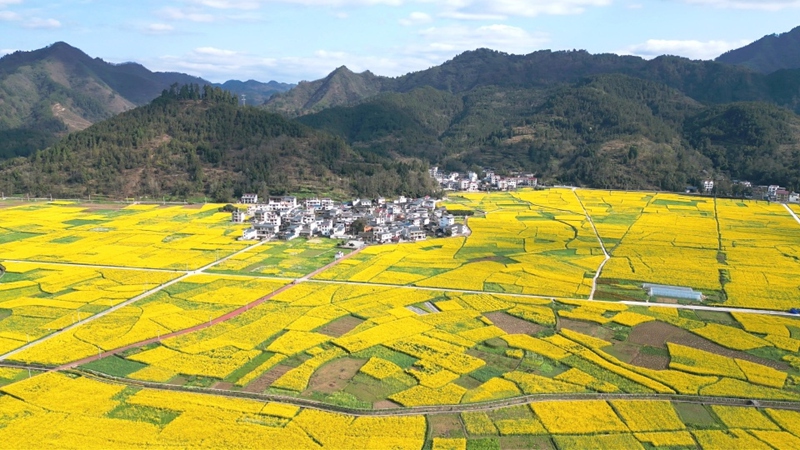 銅仁市碧江區(qū)瓦村油菜花基地 朱子立攝