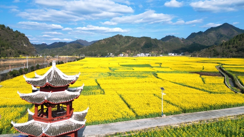 銅仁市碧江區(qū)瓦屋油菜花基地 朱子立攝