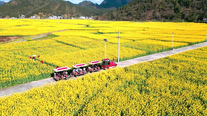 游客在瓦屋油菜花基地乘觀光車游覽 朱子立攝