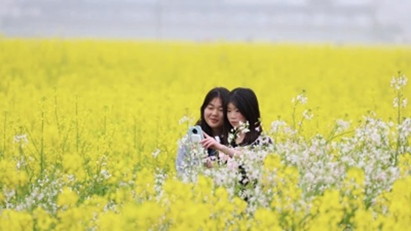 游客在瓦屋油菜花基地賞花 胡婭攝