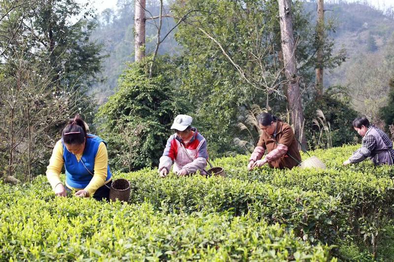 茶農正在采摘春茶 金莎 攝 (2)