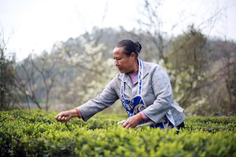 茶農正在采摘春茶 金莎 攝 (3)