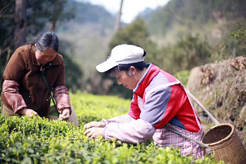 茶農正在采摘春茶 金莎 攝