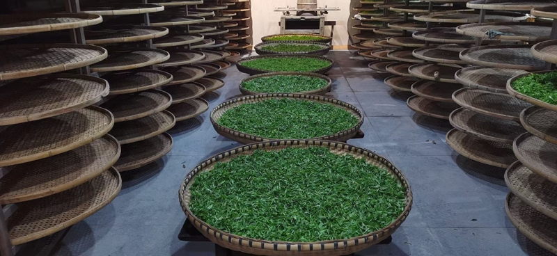 剛采摘的茶青 金莎 攝 (2)