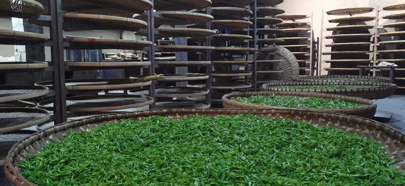 剛采摘的茶青 金莎 攝