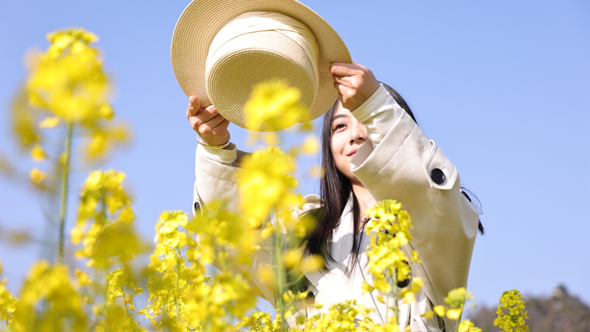 獨山縣基長鎮2500畝油菜花迎來盛花期。