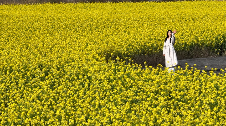 獨山縣基長鎮2500畝油菜花迎來盛花期。