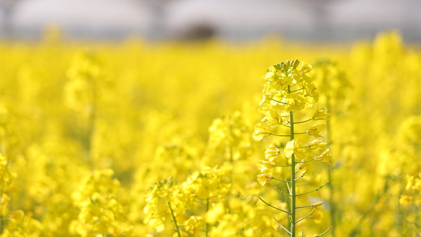 獨山縣基長鎮2500畝油菜花迎來盛花期。