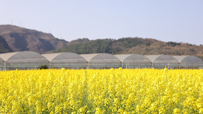 獨山縣基長鎮(zhèn)2500畝油菜花迎來盛花期。