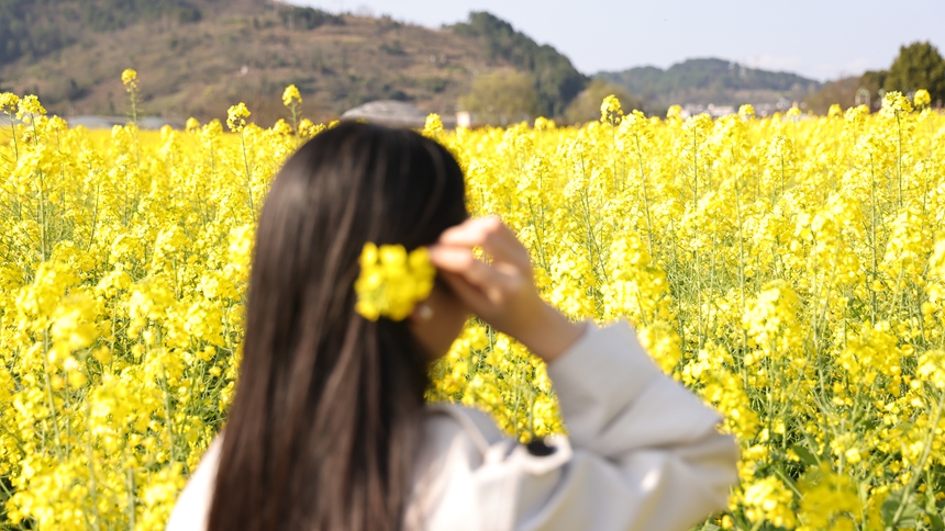 獨山縣基長鎮2500畝油菜花迎來盛花期。