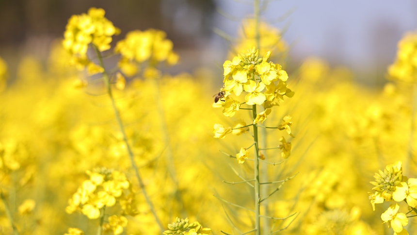 獨山縣基長鎮2500畝油菜花迎來盛花期。