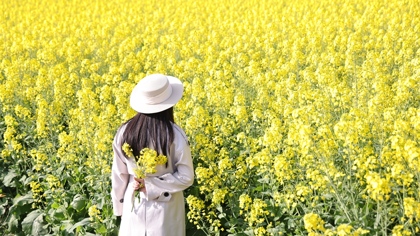 獨山縣基長鎮2500畝油菜花迎來盛花期。