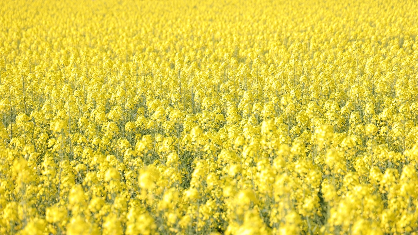 獨(dú)山縣基長鎮(zhèn)2500畝油菜花迎來盛花期。