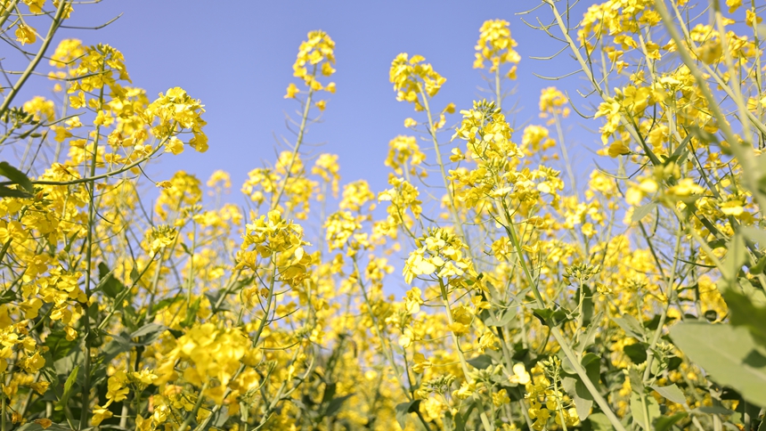 獨山縣基長鎮(zhèn)2500畝油菜花迎來盛花期。