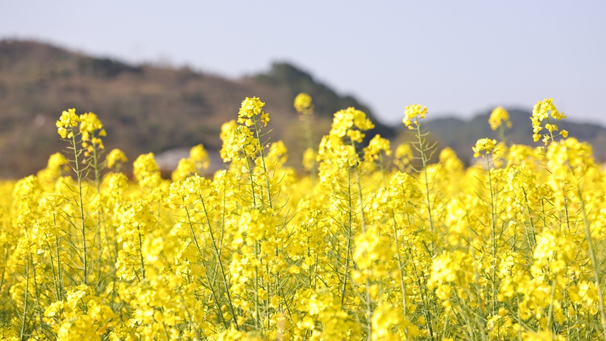 獨山縣基長鎮2500畝油菜花迎來盛花期。