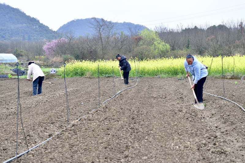 村民們有條不紊地推進新一輪蔬菜種植。