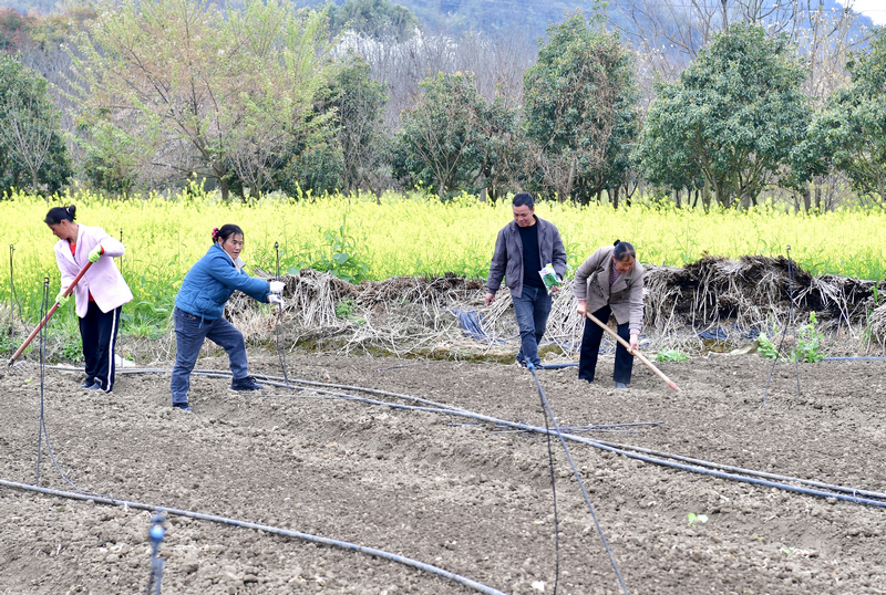 村民們有條不紊地推進新一輪蔬菜種植。