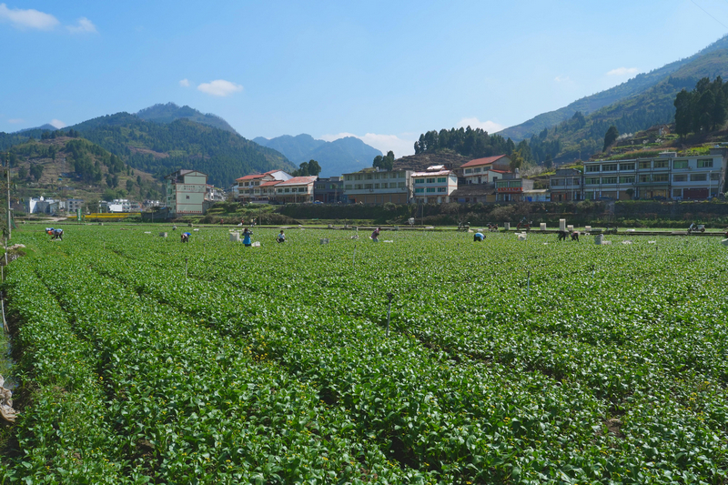 五馬鎮東升農場內工人在采收蔬菜。