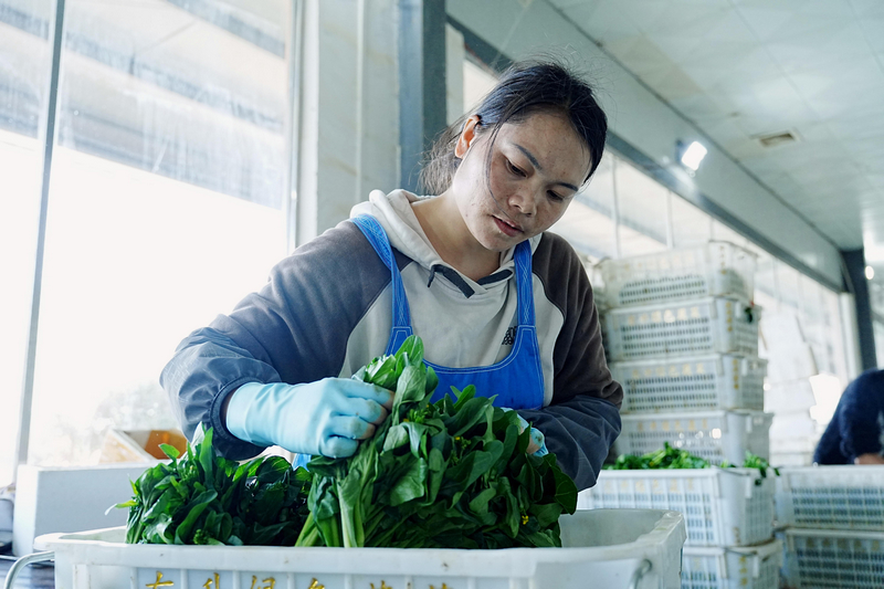 五馬鎮東升農場內 質檢工人在檢查蔬菜質量。