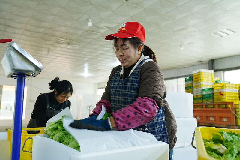 五馬鎮東升農場 工人在打包蔬菜。