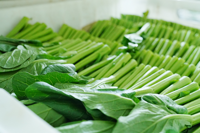 五馬鎮東升農場內采摘的廣東菜心。